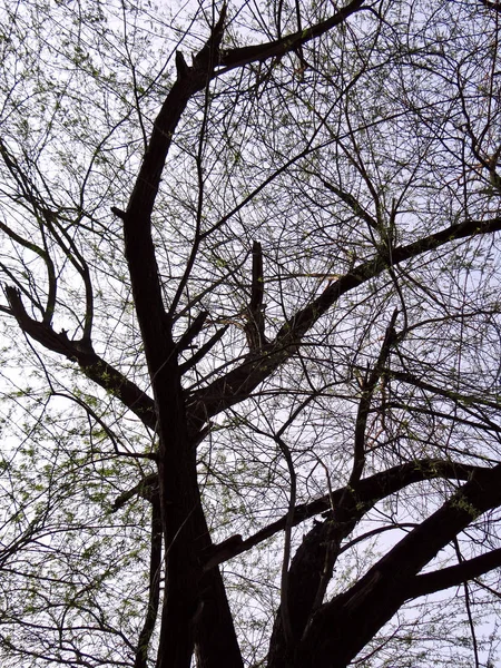 Albero e piante, il protettore della natura — Foto Stock