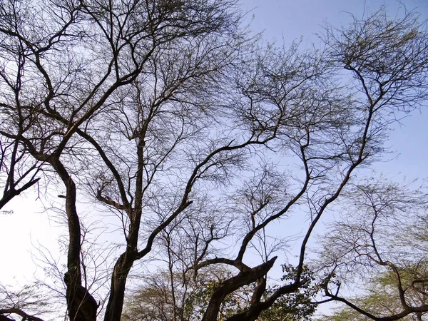 Träd och växter, beskyddaren av naturen — Stockfoto
