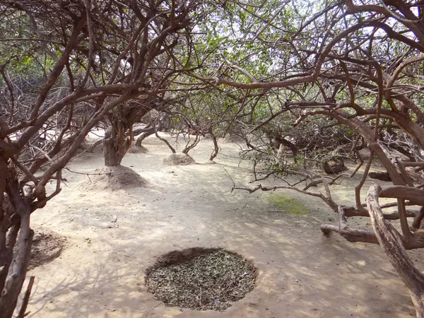 Pohon dan tanaman, pelindung alam — Stok Foto