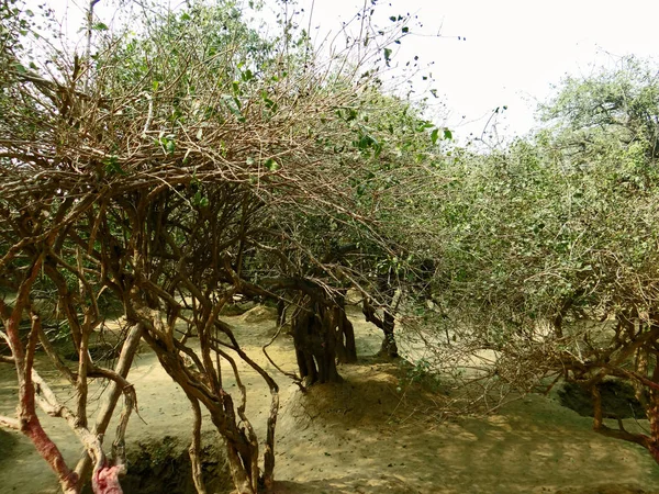 Árbol y plantas, el protector de la naturaleza — Foto de Stock