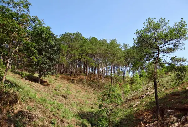 Árbol y plantas, el protector de la naturaleza —  Fotos de Stock