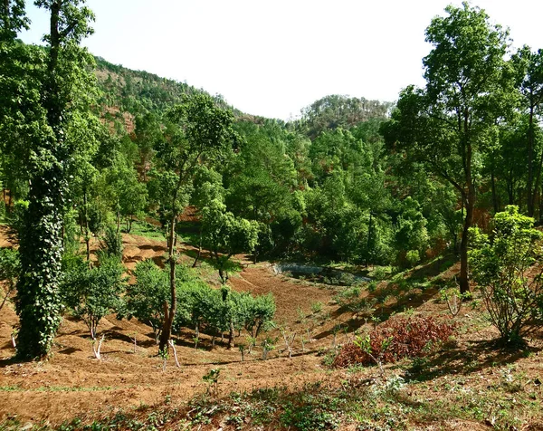 Árbol y plantas, el protector de la naturaleza —  Fotos de Stock