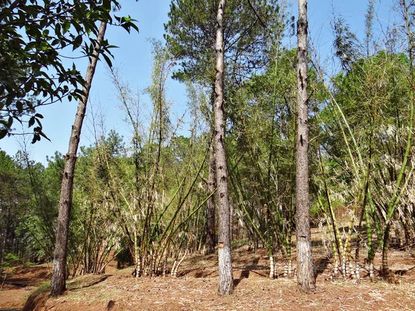 Drzewa i rośliny, protektor natura — Zdjęcie stockowe