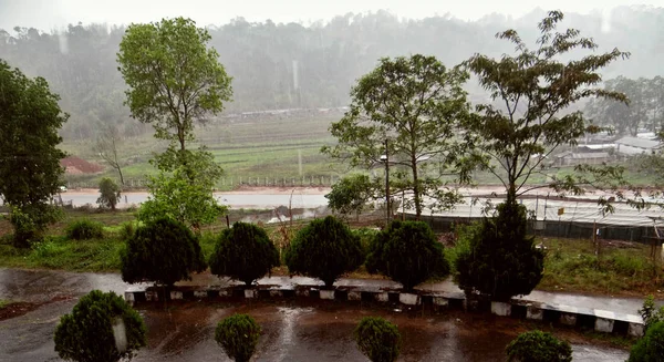 Árbol y plantas, el protector de la naturaleza —  Fotos de Stock