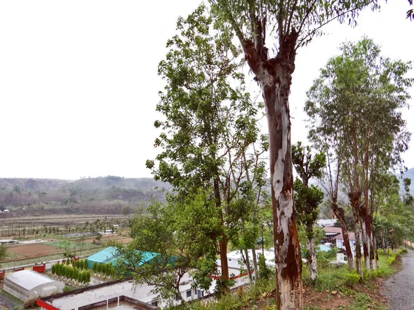 Árbol y plantas, el protector de la naturaleza —  Fotos de Stock