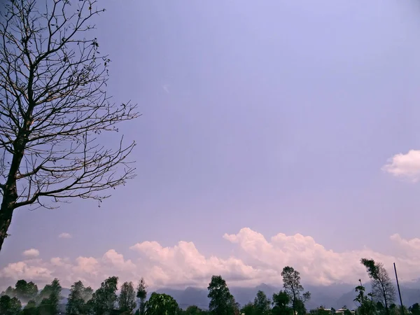 Árbol y plantas, el protector de la naturaleza —  Fotos de Stock