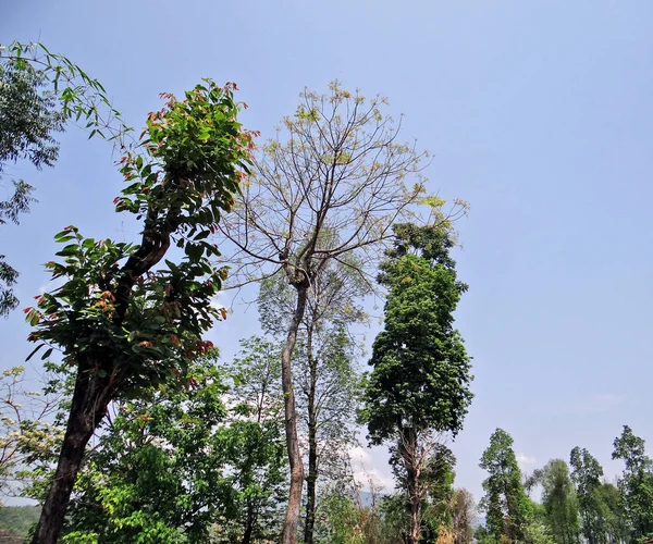 Tree and plants, the protector of the nature — Stock Photo, Image