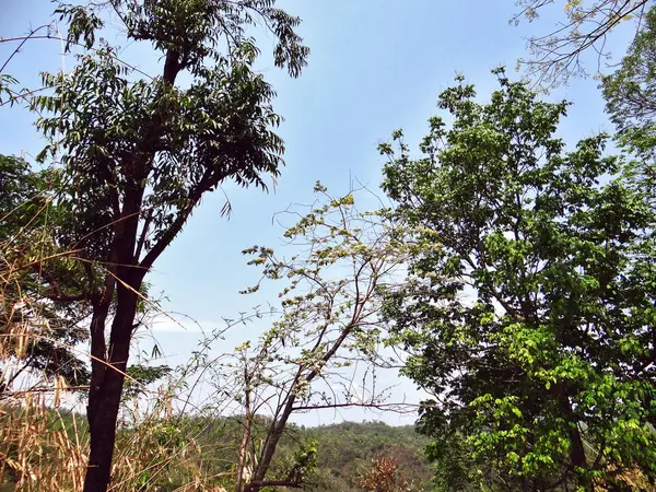 Pohon dan tanaman, pelindung alam — Stok Foto