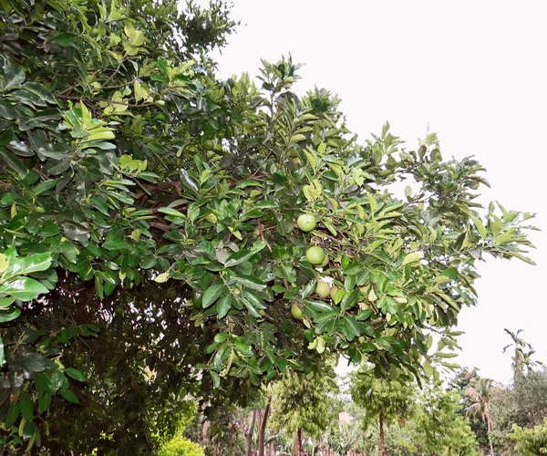 Albero e piante, il protettore della natura — Foto Stock