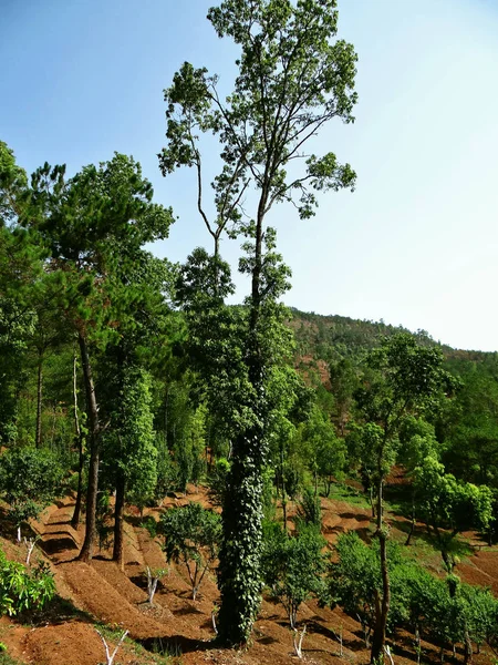 Árbol y plantas, el protector de la naturaleza —  Fotos de Stock