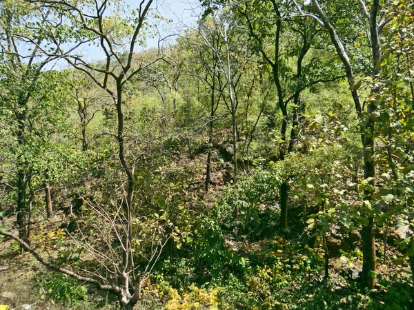 Árbol y plantas, el protector de la naturaleza — Foto de Stock