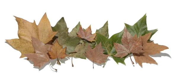 Getrocknete Blätter auf weißem Hintergrund — Stockfoto