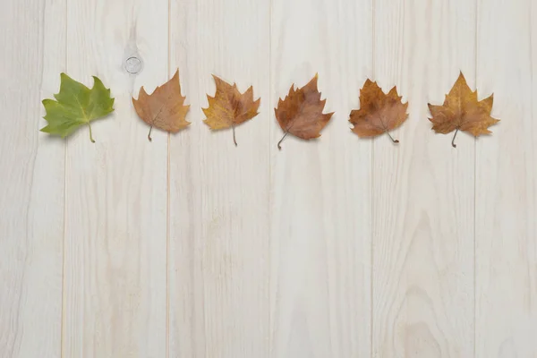 Suszone Liście Białym Drewnianym Tle Koncepcja Jesienna — Zdjęcie stockowe