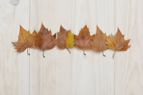 Dried Leaves White Wooden Background Autumn Concept — Stock Photo, Image