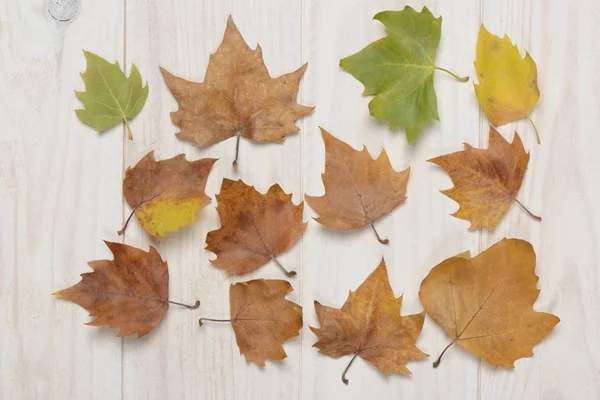 Getrocknete Blätter Auf Weißem Holzgrund Herbstkonzept — Stockfoto