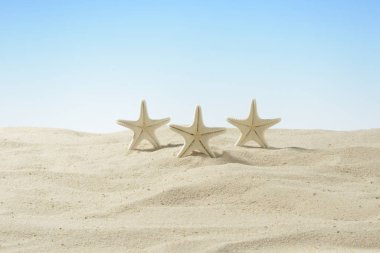 Kum üzerinde beyaz deniz yıldızı