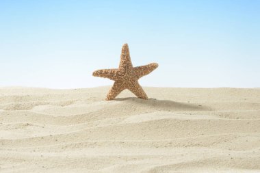 kum üzerinde kırmızı deniz yıldızı