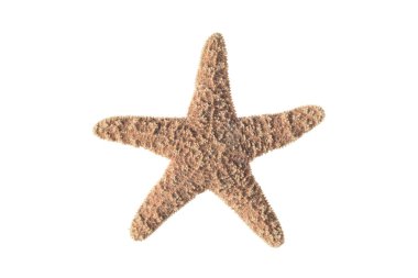 Kızıl Deniz yıldızı