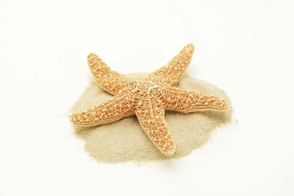 Красные морские звезды и песок — стоковое фото