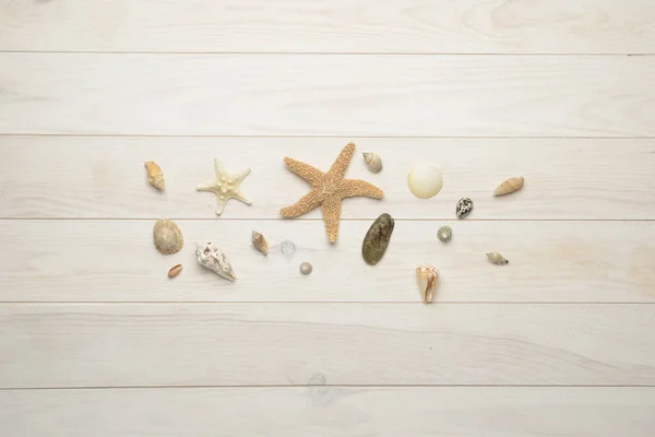 Seashells, starfish and sea shells on white wooden background — Stock Photo, Image