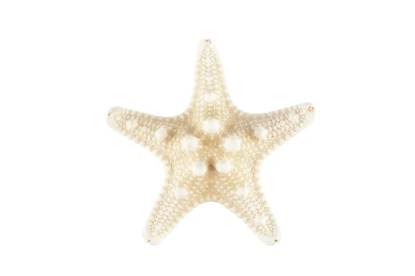 Белая морская звезда — стоковое фото