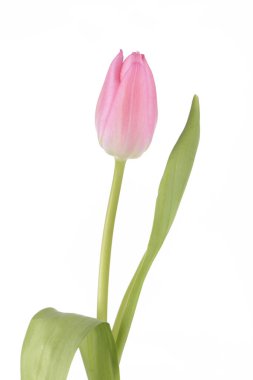 Beyaz arkaplanda pembe lale