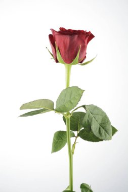 Gül, beyaz arkaplanda bitki