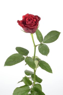 Gül, beyaz arkaplanda bitki