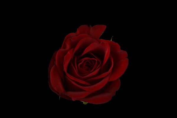 Rose on black background, detail seen from above