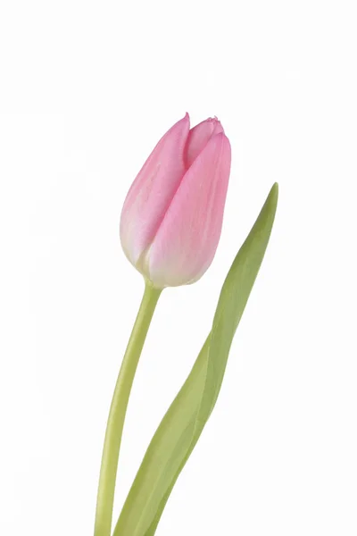 Różowy Tulipan Białym Tle — Zdjęcie stockowe