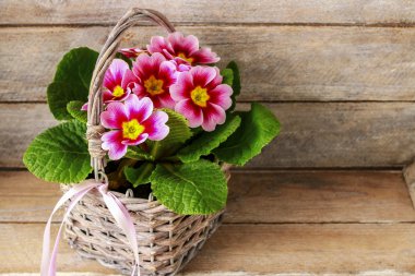 Bir hasır sepet pembe primula çiçeklenir