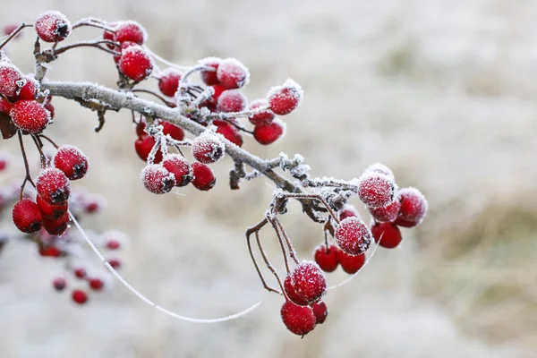 Frosted hawthorn berries in the garden. — Stock Photo, Image