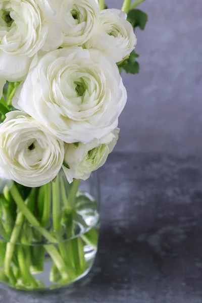 Witte bloemen van de Perzische Boterbloem (ranunculus) — Stockfoto