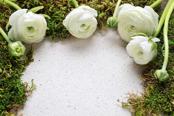 Βρύα και λευκά άνθη ranunculus σε φόντο του χαρτιού — Φωτογραφία Αρχείου