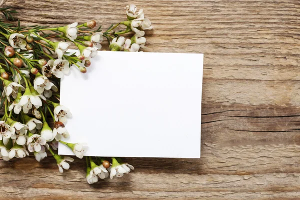 Blank card among chamelaucium flowers (waxflower) on wood — Stock Photo, Image