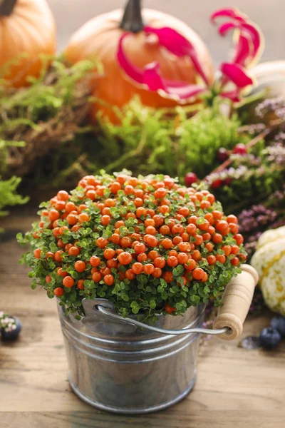 Solanum-Zimmerpflanze im Silbereimer. — Stockfoto