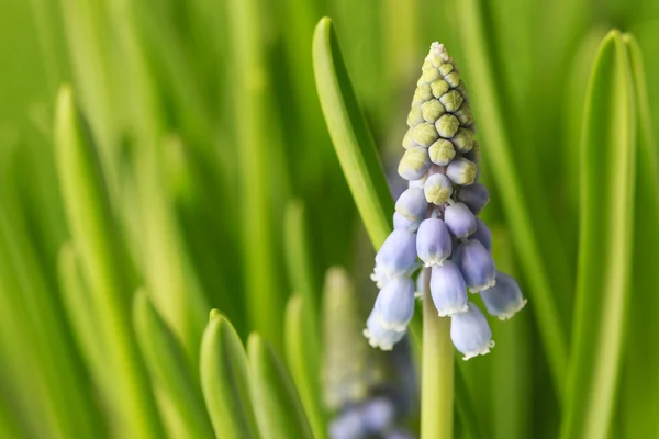 Flores de muscari azul (jacinto de uva ). — Fotografia de Stock