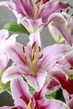 Pembe ve kırmızı lily çiçek