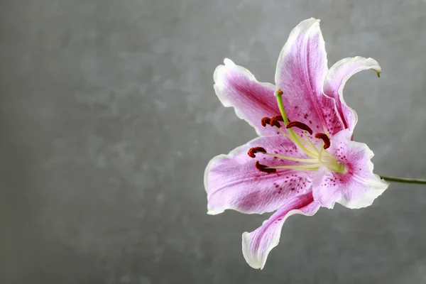 Pembe ve kırmızı lily çiçek — Stok fotoğraf