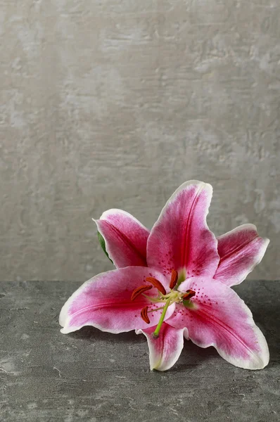 Fiori di giglio rosa e rosso — Foto Stock