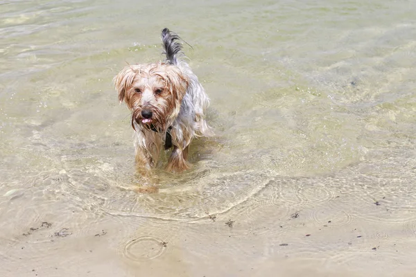 Yorkshire terrier jugando en la playa . — Foto de Stock