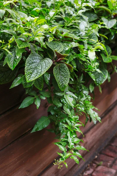 Garden plants in wooden box