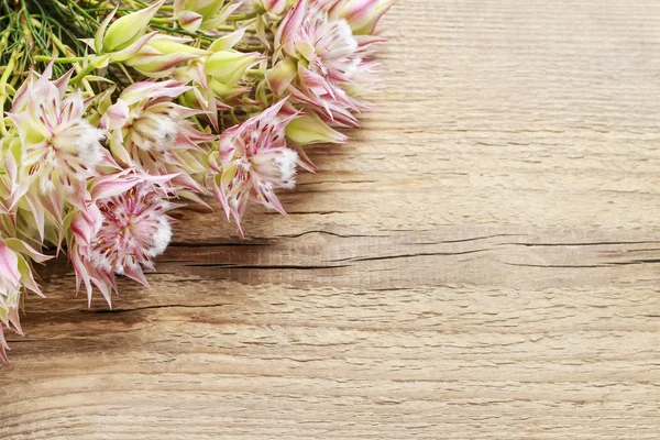 Serruria florida (novia ruborizada) flor sobre fondo de madera . — Foto de Stock