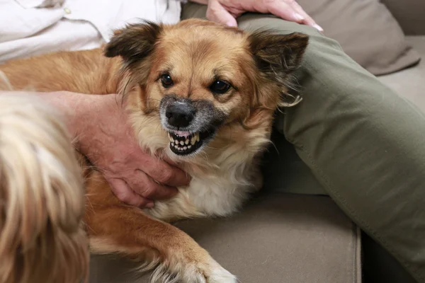 Perro gruñe a otro perro — Foto de Stock