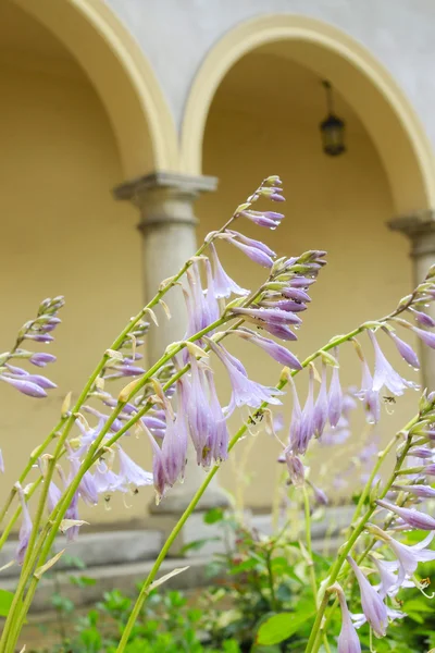 Cama de flores en el patio . — Foto de Stock