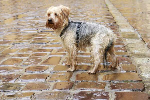 감기, 비오는 날에 자갈길된 거리에 젖은 개 서. — 스톡 사진