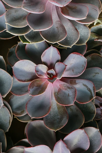 Succulent plants, background idea — Stockfoto