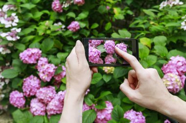 Kadın onun smartphone ile pembe hortensias bir resim çekmek