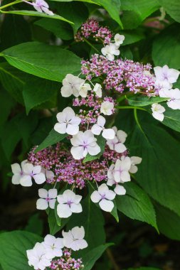 Ortanca aspera (HORTENSIA) çiçek