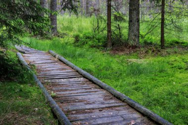 Moss yeşil halı ile sulak orman. İnci üzerinde ahşap köprü